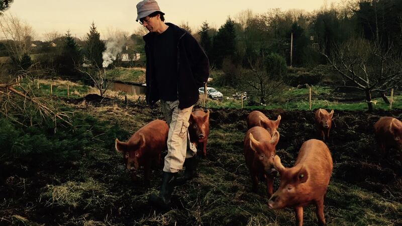 Manchán Magan with his pigs
