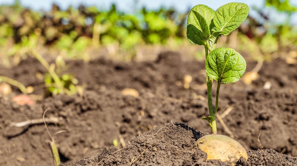 Schools across Ireland are being encouraged to sow Lumper potatoes this spring to commemorate the Irish Famine.
