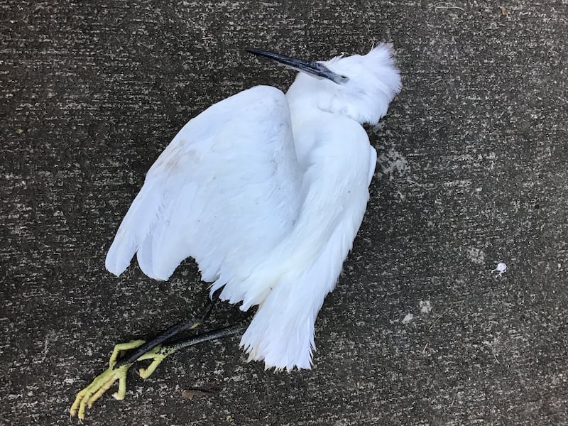 little egret, supplied by Jim Waldron