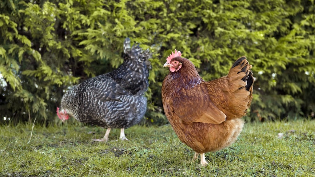 The High Court has granted a man leave to challenge planning permission for a chicken farm in Co Mayo.