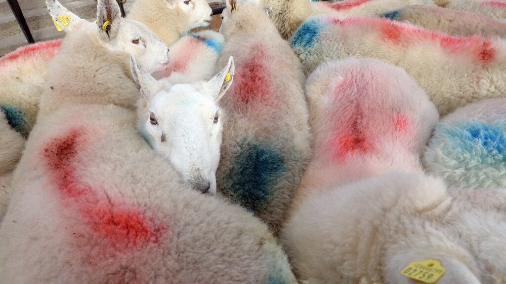 A fermanagh farmer and his sons have developed a sheep dip shower.