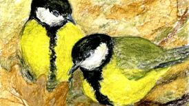 Great tits: What a study tells us about their personalities