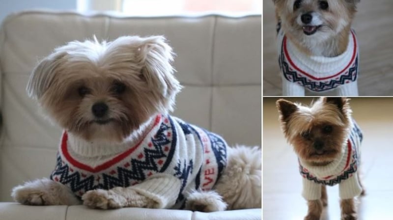 Dogs in jumpers make you #IrishTimesHappy