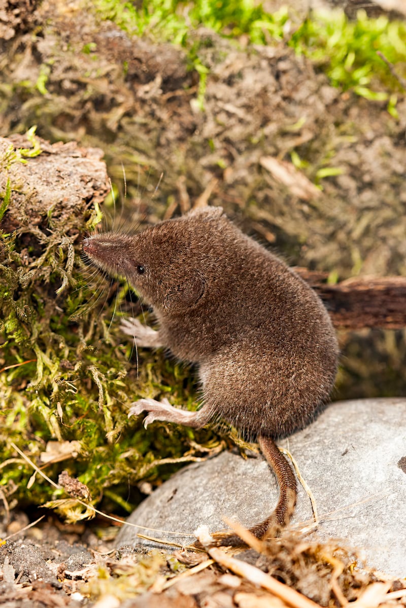 A pygmy shrew. Photograph: Getty