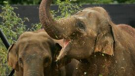 Elephant cam keeps pregnant mother on screen in Dublin Zoo