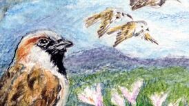 The rapid decline of the restless, chirruping house sparrow