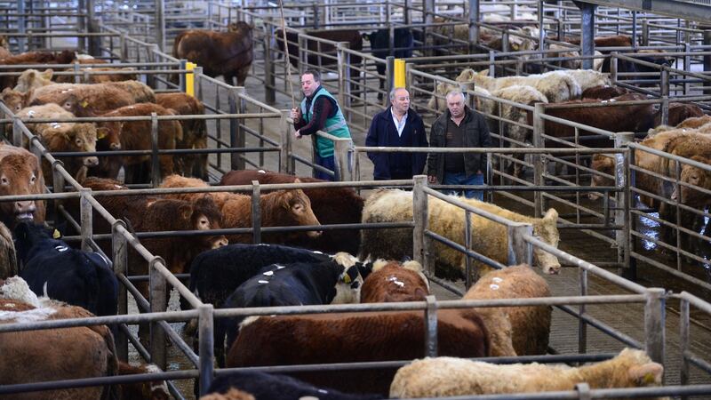 Clare Mart in Ennis, Co Clare. Photograph: Bryan O’Brien/The Irish Times