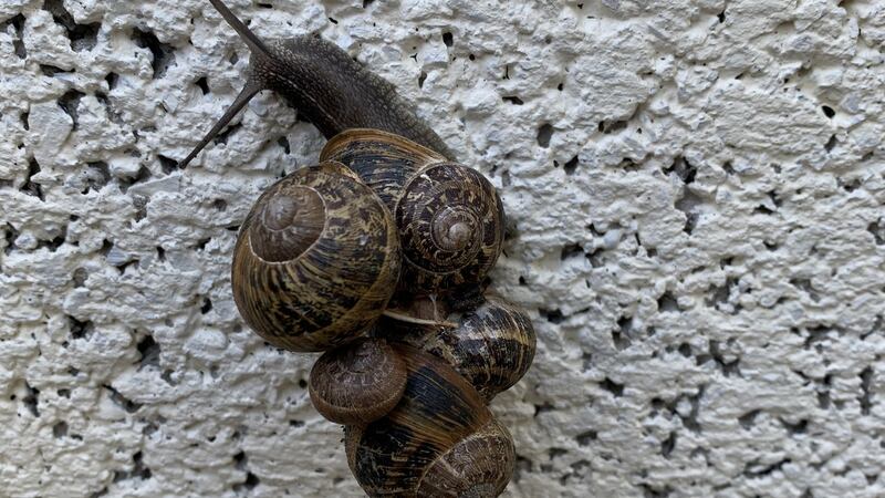 Snails