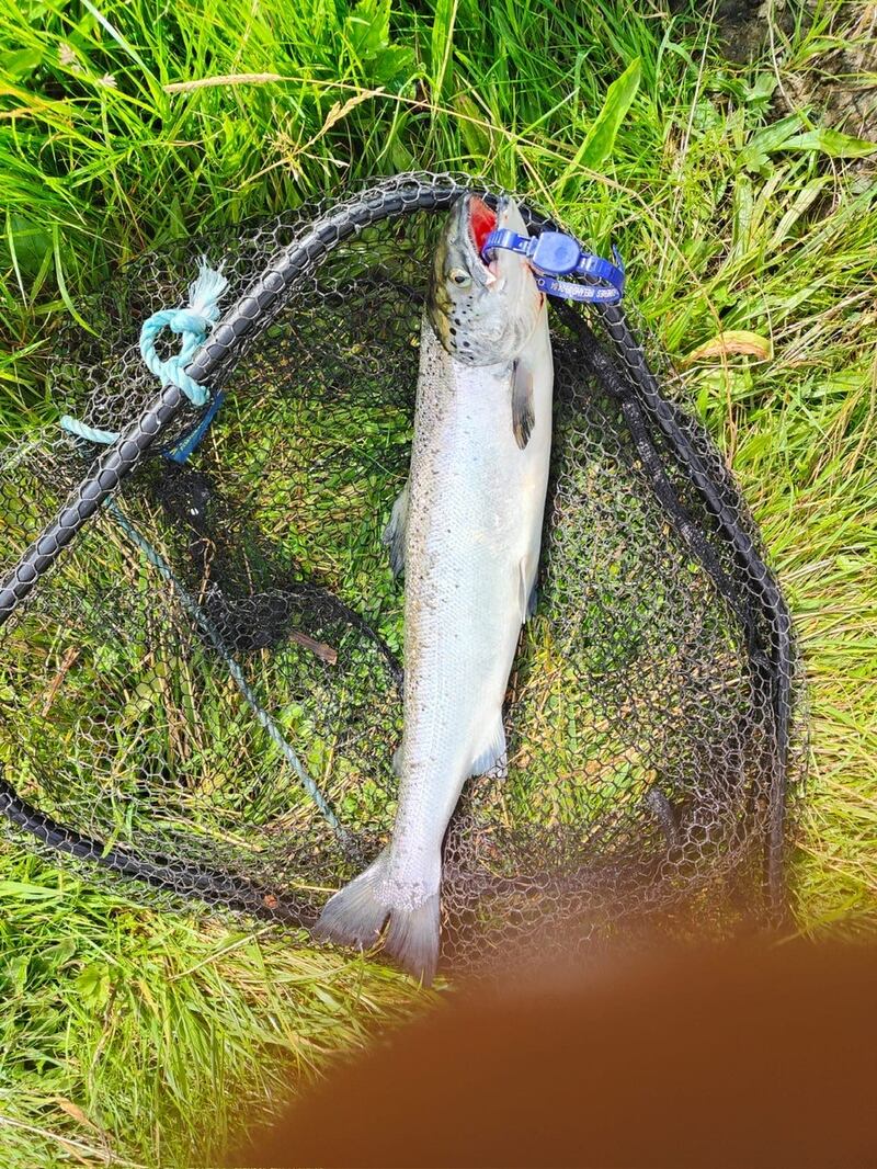 A farmed salmon caught on the Dawros river in Connemara in August, which is believed to have come from Killary harbour, where a large number of fish escaped from a salmon farm