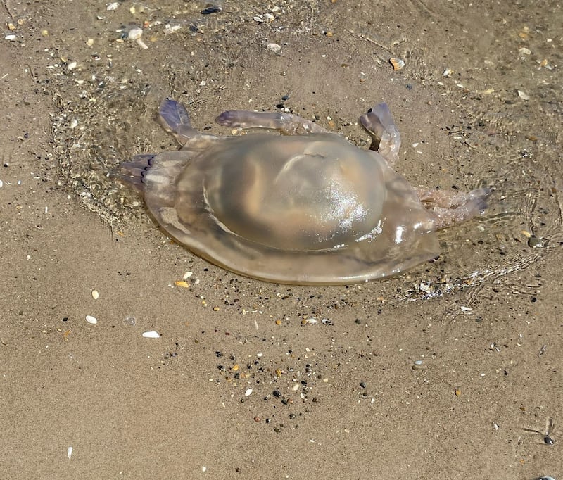 Barrel jellyfish. Photograph supplied by Judith Brassil