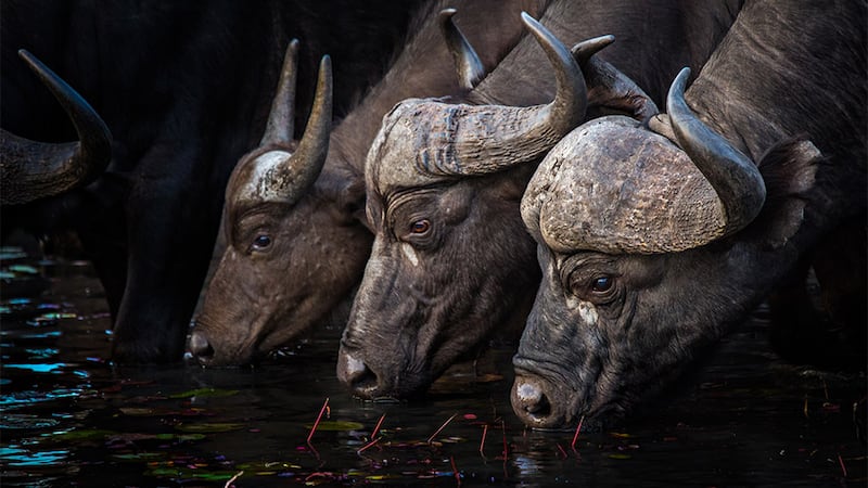 Buffalo in Motswari Private Game Reserve, South Africa.