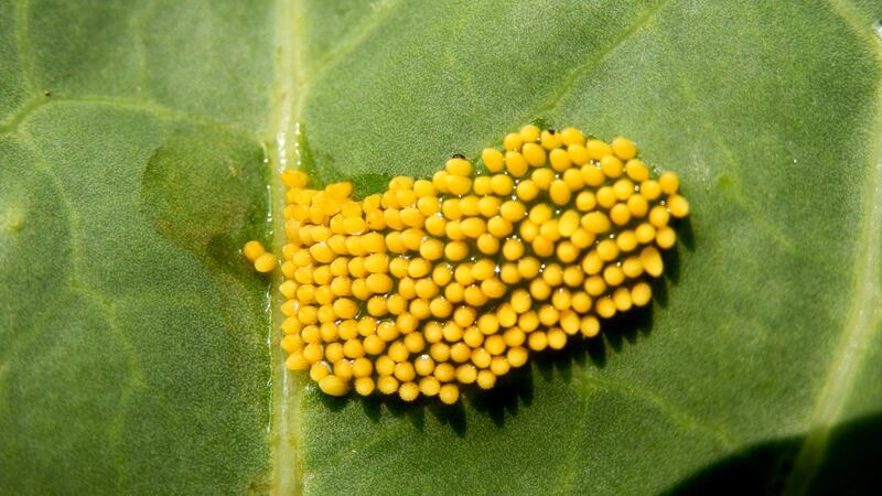 Depending on the species, the eggs of the cabbage butterfly  could be bright yellow and laid in clusters  or pale yellow and laid singly. Photograph: Getty