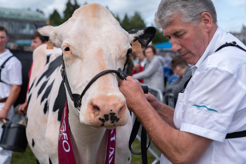 The main event was the Diageo Baileys Champion Cow competition, where Holstein Friesian cows compete for a share of a €10,000 prize pot. Photograph: Barry Cronin