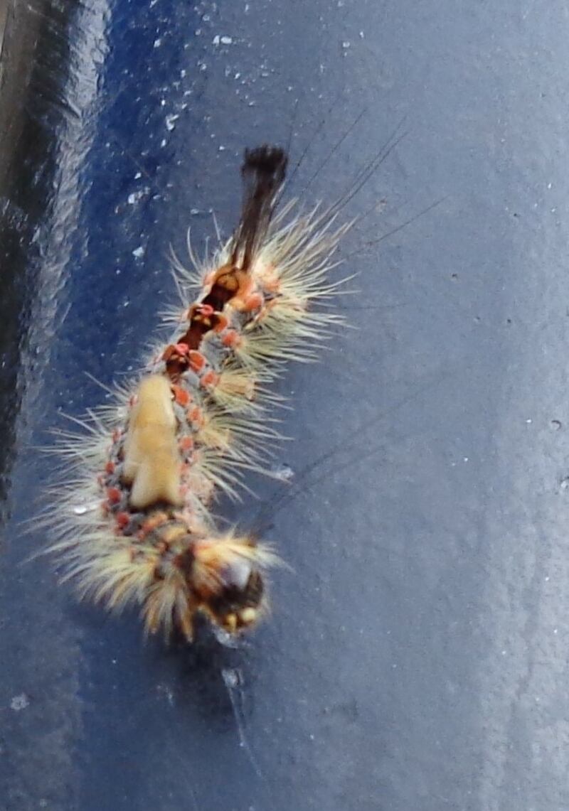 Caterpillar of the vapourer moth