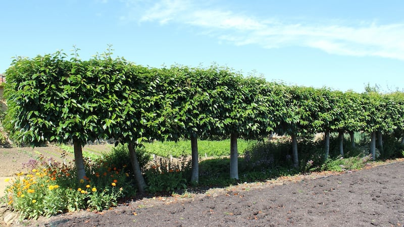 Portuguese laurel makes an An elegant, evergreen hedge. Photograph: iStock