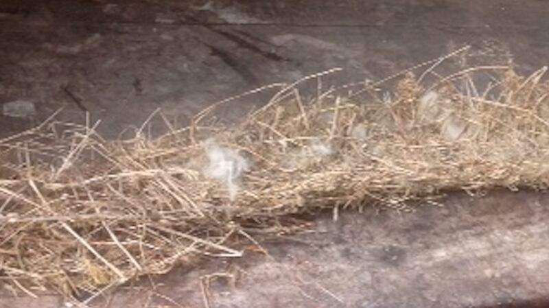 A pied wagtail’s nest in Louisburgh, Co Mayo