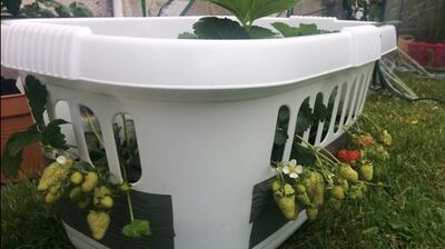 Aarav Sakhrelia’s strawberries.