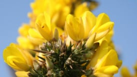 A bright future in furze