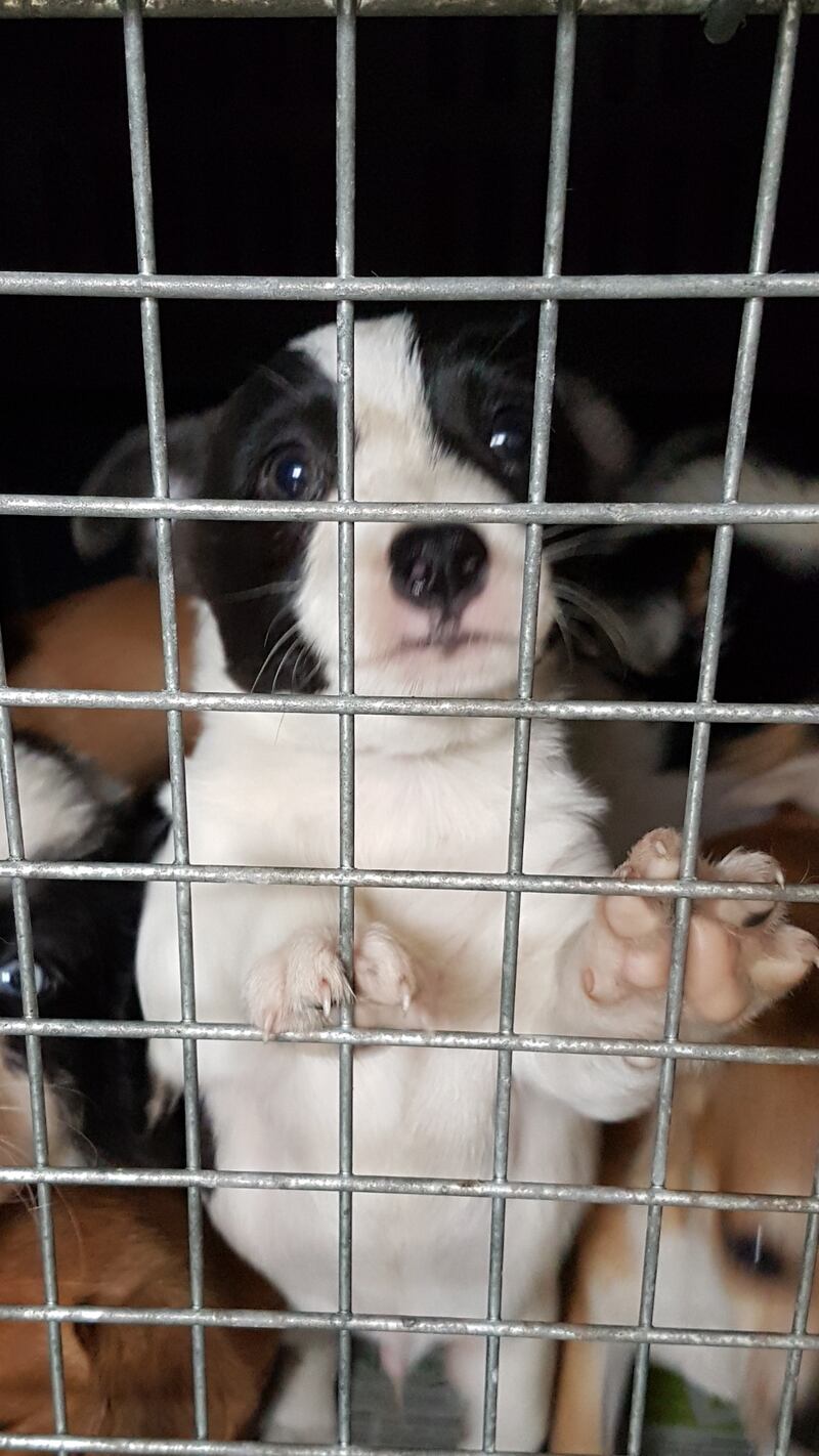 One of the dogs rescued and brought back to Ireland from Scotland