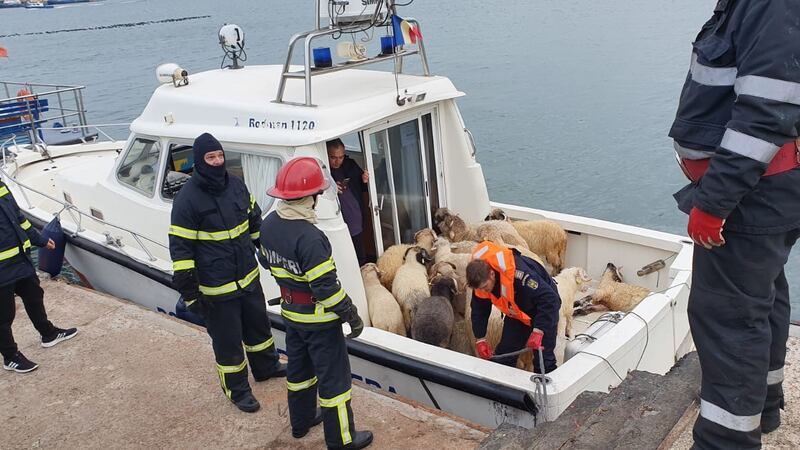 Sheep rescued from the capsized livestock transpot vessel, on board of a border police boat in the Midia Black Sea. Photograph: IGSURomania/AFP