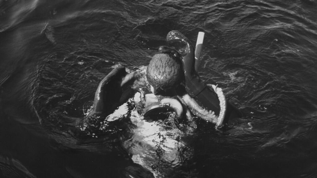 A diver surfaces with an octopus after an underwater wrestling match. Photo: Peter Stackpole/The LIFE Images Collection/Getty Images