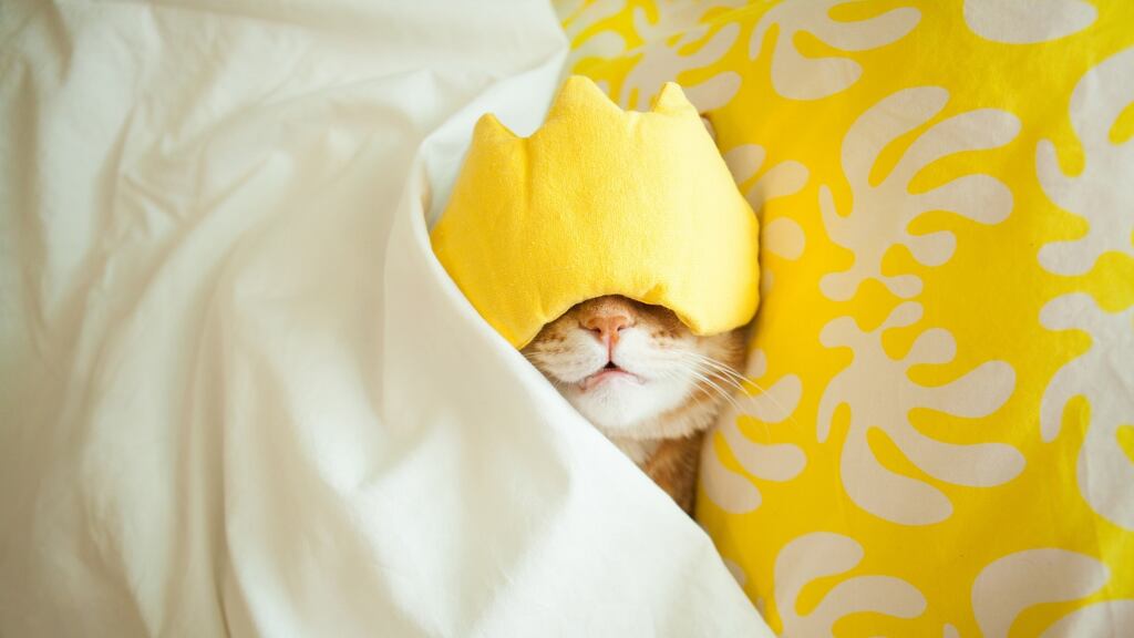 Thick curtains or blackout blinds can also help induce sleep