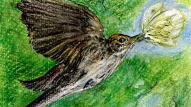 Spotted flycatcher is less likely to be spotted with each passing year