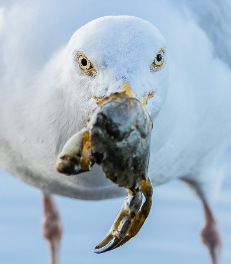 'Herring Gull with Crab Catch' was shortlisted. Photograph: Mark Collins