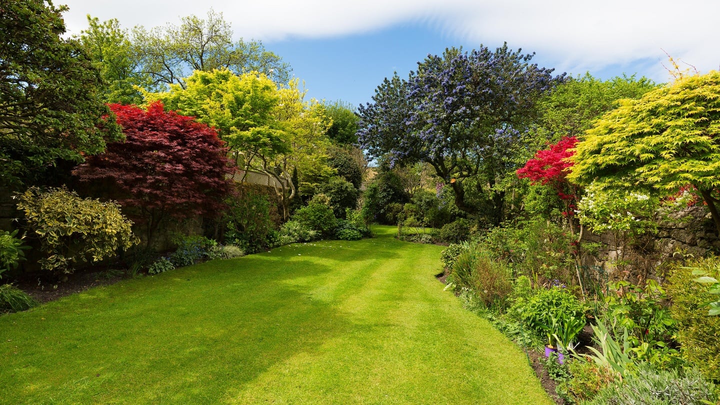 The large, sunny west-facing garden has been planted with thought and care, stocked with beautiful colour and bright maples