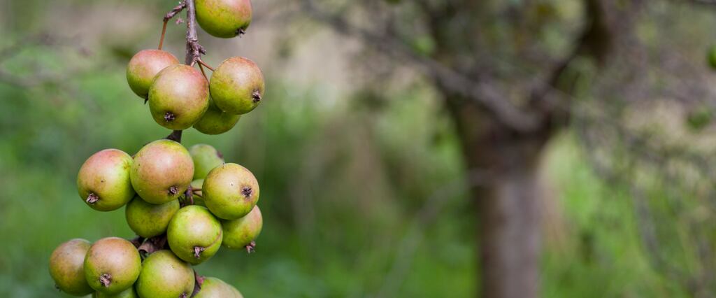 Fia-úll - ‘crab apple’. Grianghraf: iStock/Getty