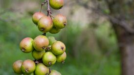 Cúpla focal dar tús ‘F’.