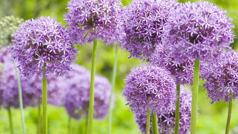 Allium ‘Globemaster’, flowers in late-June/July. Photograph: iStock