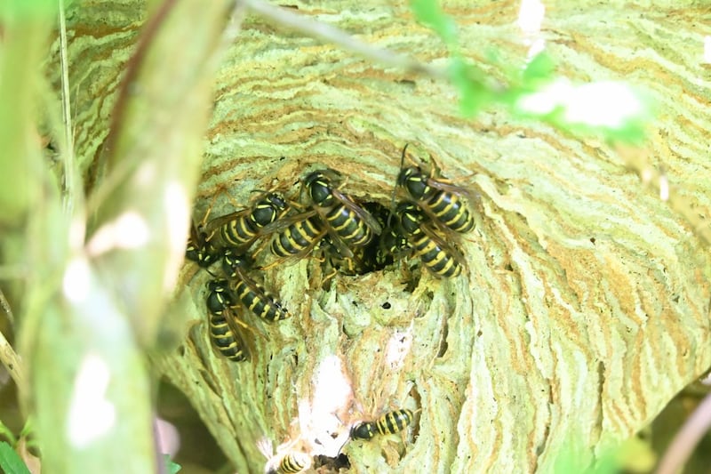 These Norwegian wasps are most likely queens. Photograph: Pat Cogan