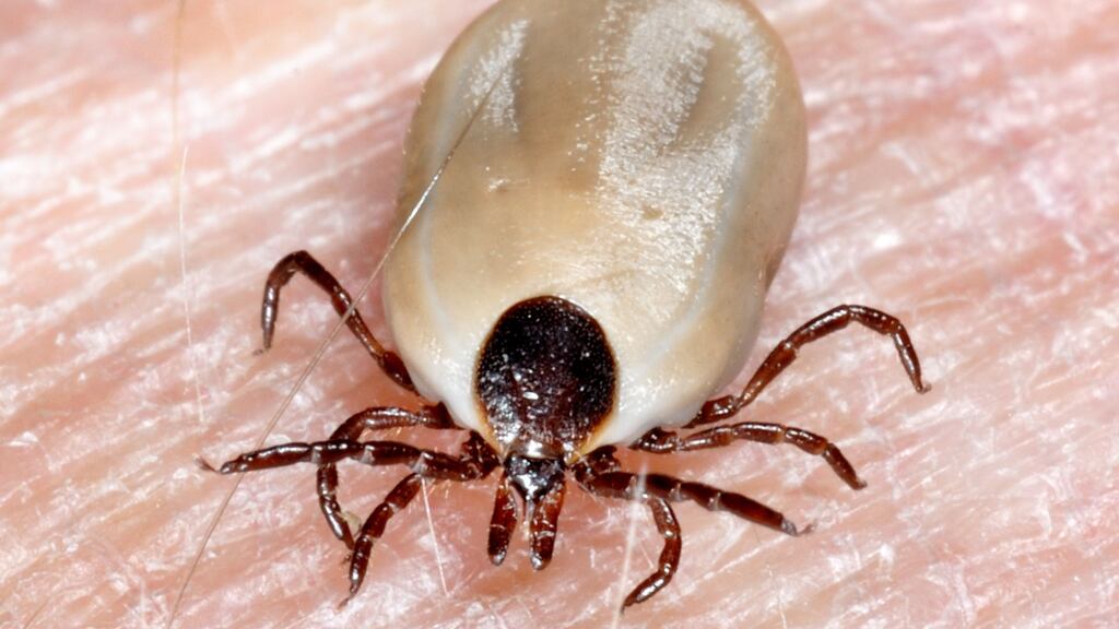 Lyme disease is a bacterial infection that is spread to humans by infected ticks.