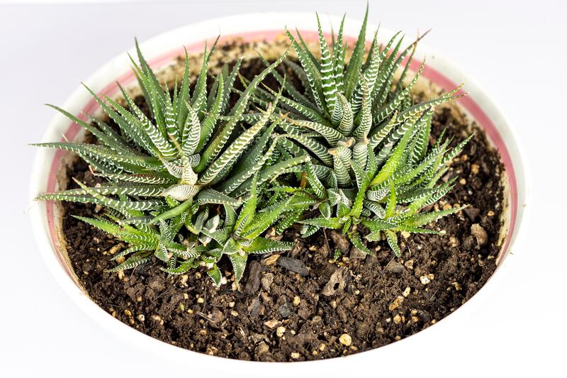 Zebra plant (Haworthiopsis attenuata)