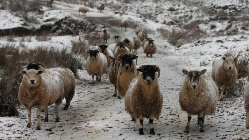 Scenes like this ARE expected in Ireland this weekend. In this picture, sheep are struggling through the snow towards a photographer in the Glens of Antrim in January. Photograph: Niall Carson/PA