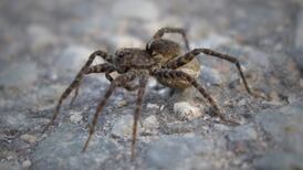 Rare funnel-web spider found in Co Antrim