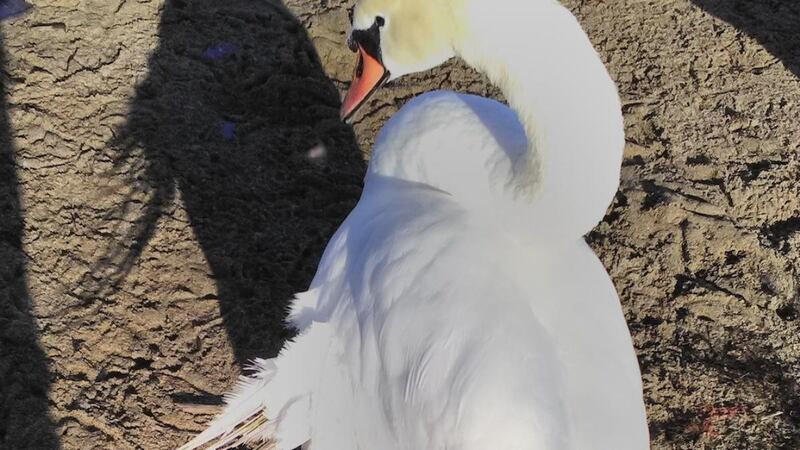 A disgigured swan with “angel wings”