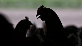 Is bird flu close to causing the next global infectious disease pandemic?