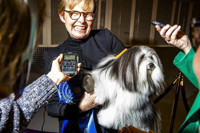 A Havanese named Bono is seen after winning Best in Toy Group at Westminster Photographer: David Williams/Bloomberg
