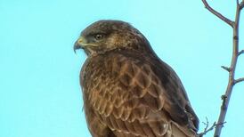 Investigation launched into deaths of four buzzards in Westmeath