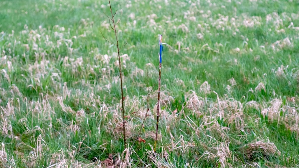 Root: Like a piece of ambient music from the vinyl age, Root fades in and, after an hour or so of amiable invention, fades out again