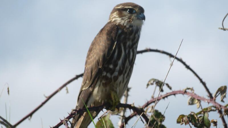 Noeleen Leonard spotted this merlin in the autumn sunshine near Port, Co Louth.