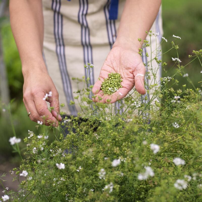 Harvesting coriander seed. Photograph: Richard Johnston