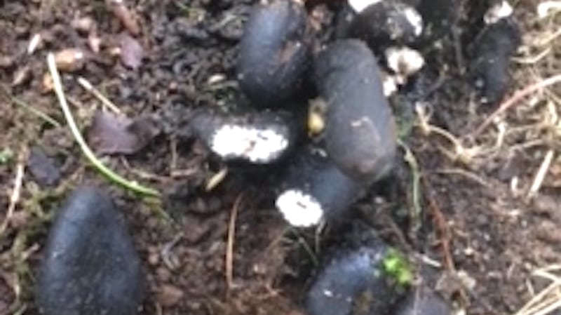 Dead man’s fingers