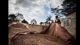 A taste of things to come for subsistence coffee farmers in Timor-Leste