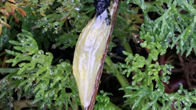 The cocoon of the six-spot burnet moth