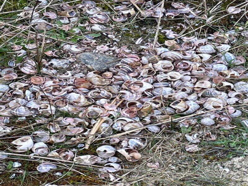Snail shells at Brittas Bay, Co Wicklow. Photograph: Bernard Wojnar