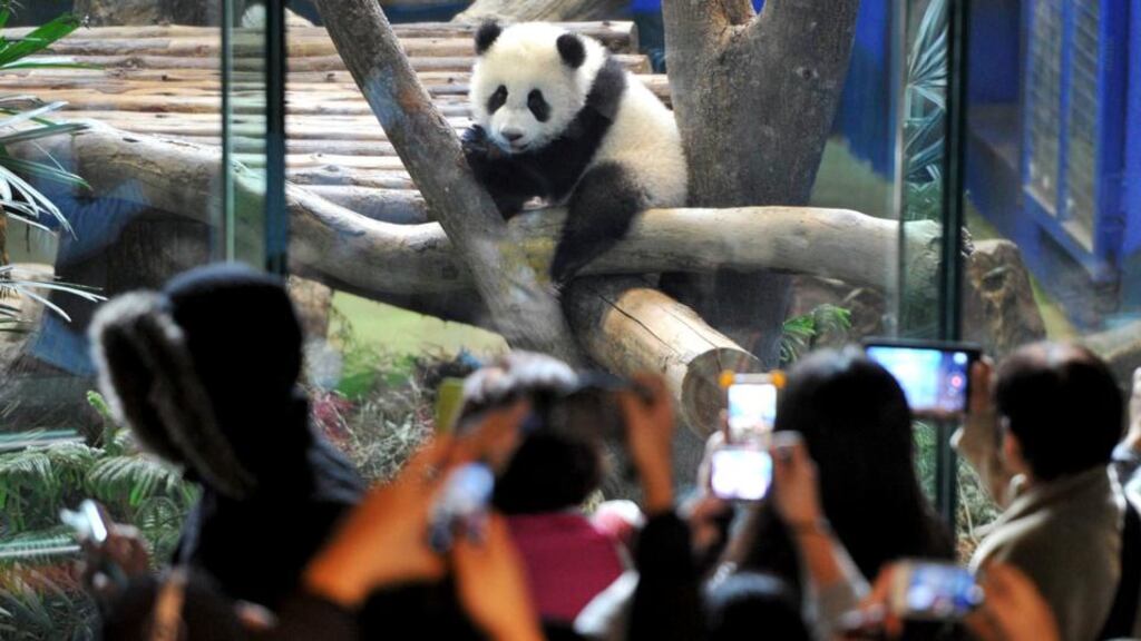 Yuan Zai, the first Taiwan-born baby panda, climbs a wood log inside an enclosure as visitors take pictures at the Taipei City Zoo in Taipei on   Monday. Photograph: Patrick Lin/Reuters