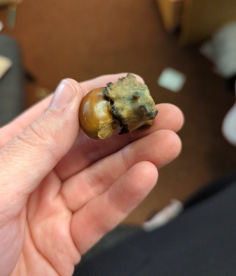 Acorn with knopper gall. Photograph: Mary O'Keeffe